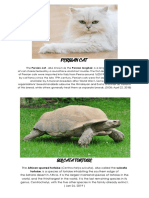 Persian Cat: Sulcata Tortoise