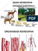 Sistem Organisasi Kehidupan