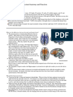 Brain Structure Psychology