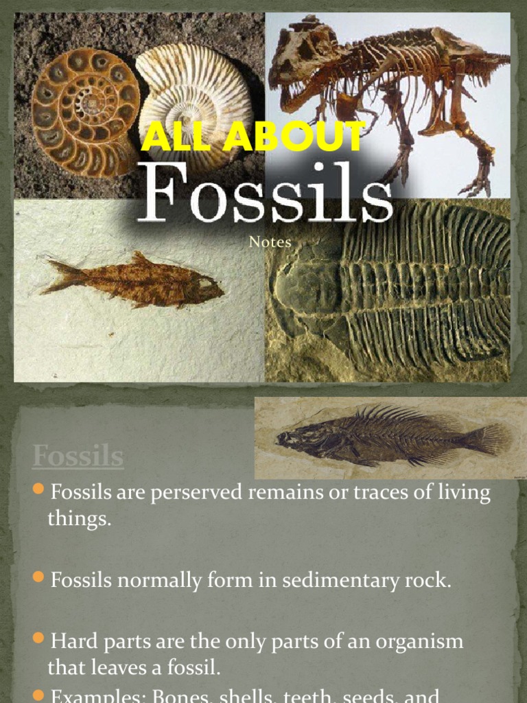 Fossil Notes UPDATEDa1 PDF Sedimentary Rock Fossil