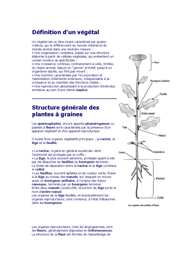 Morphologie et types de racines végétales | PDF | Feuille | Racine