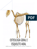 Osteologia Geral e Esqueleto Axial