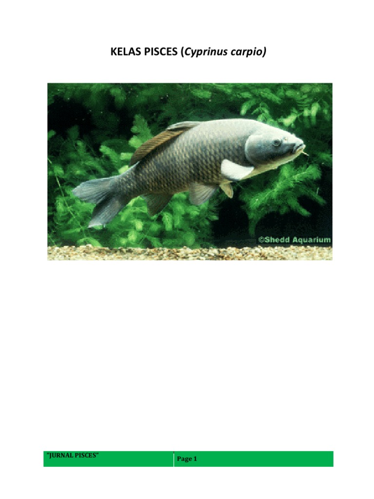 Download Jurnal Sistem Rangka Ikan PNG