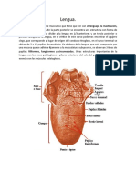 Lengua
