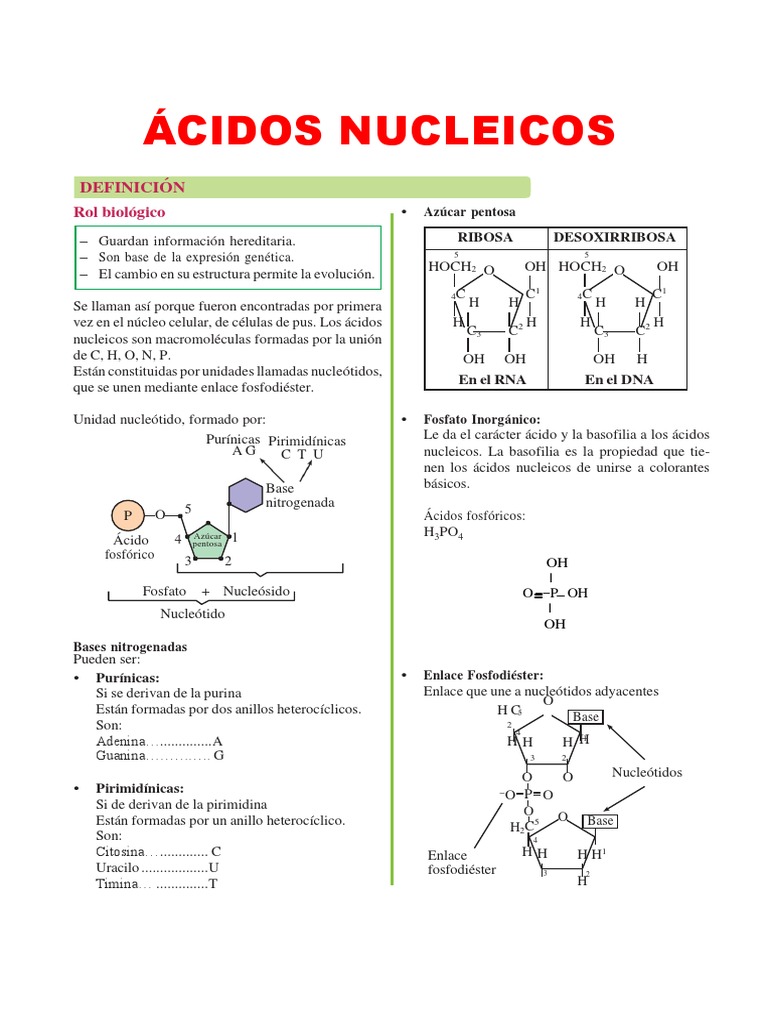 Estructura y Función de Ácidos Nucleicos | PDF | Adn | Rna