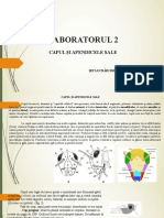 LP - 2 - Capul Si Apendicele Sale