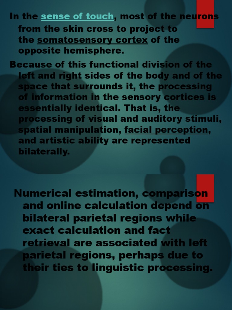 45-60 Phy Psy Unit 2 | PDF | Lateralization Of Brain Function ...