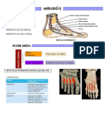 Anatomia de Pie - Repaso