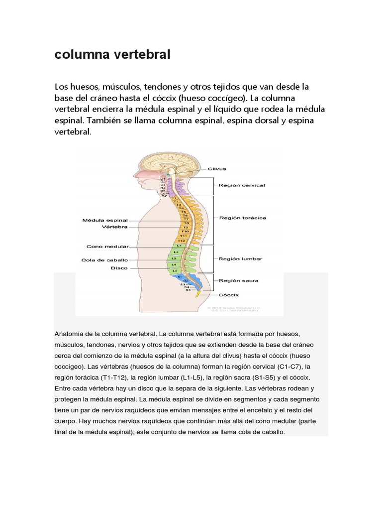 La estructura y función de la columna vertebral | PDF