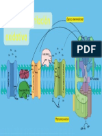 CTE y Fosforilación Oxidativa