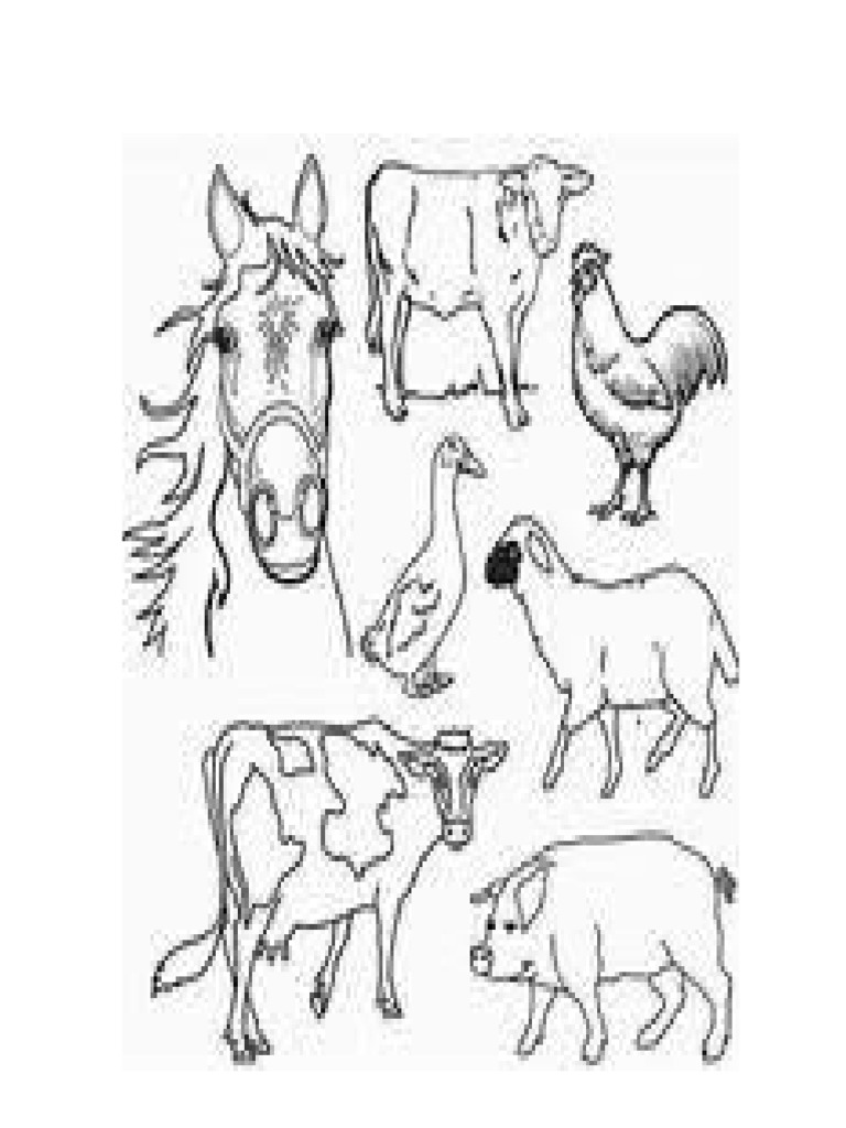 Farm Animals | PDF