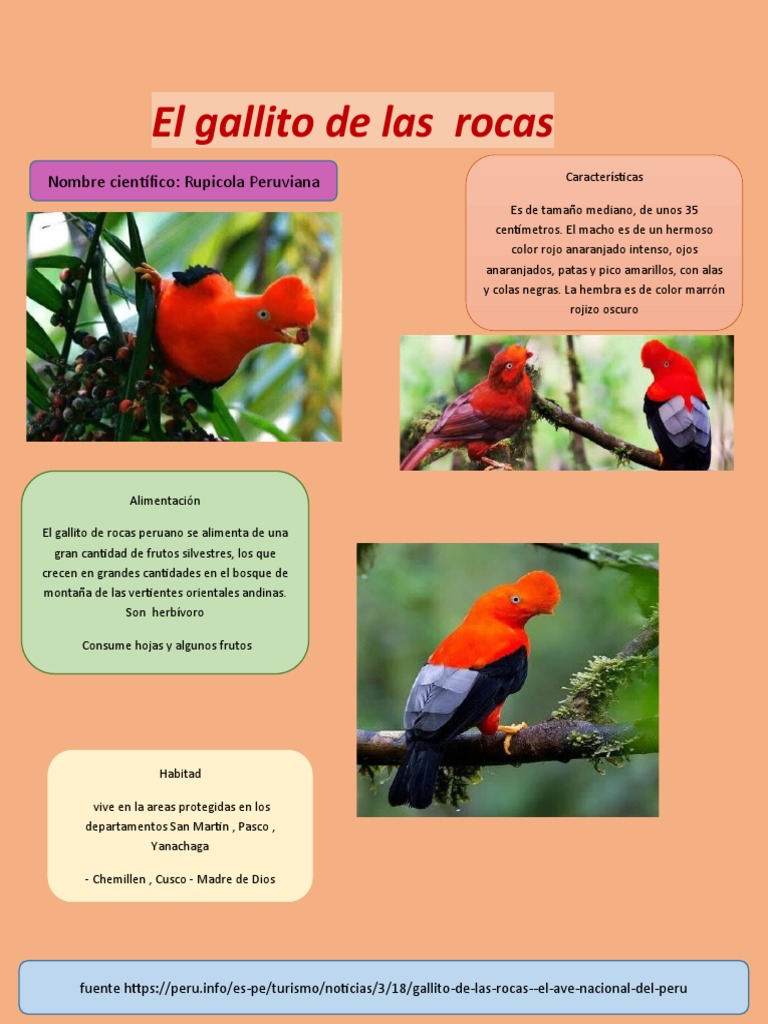 Alimentación del Gallito de las Rocas | PDF