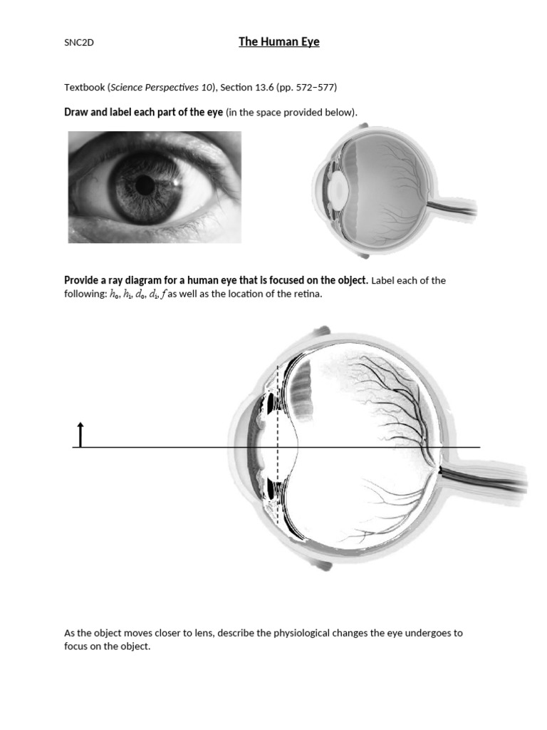 How To Draw The Eye And Label It