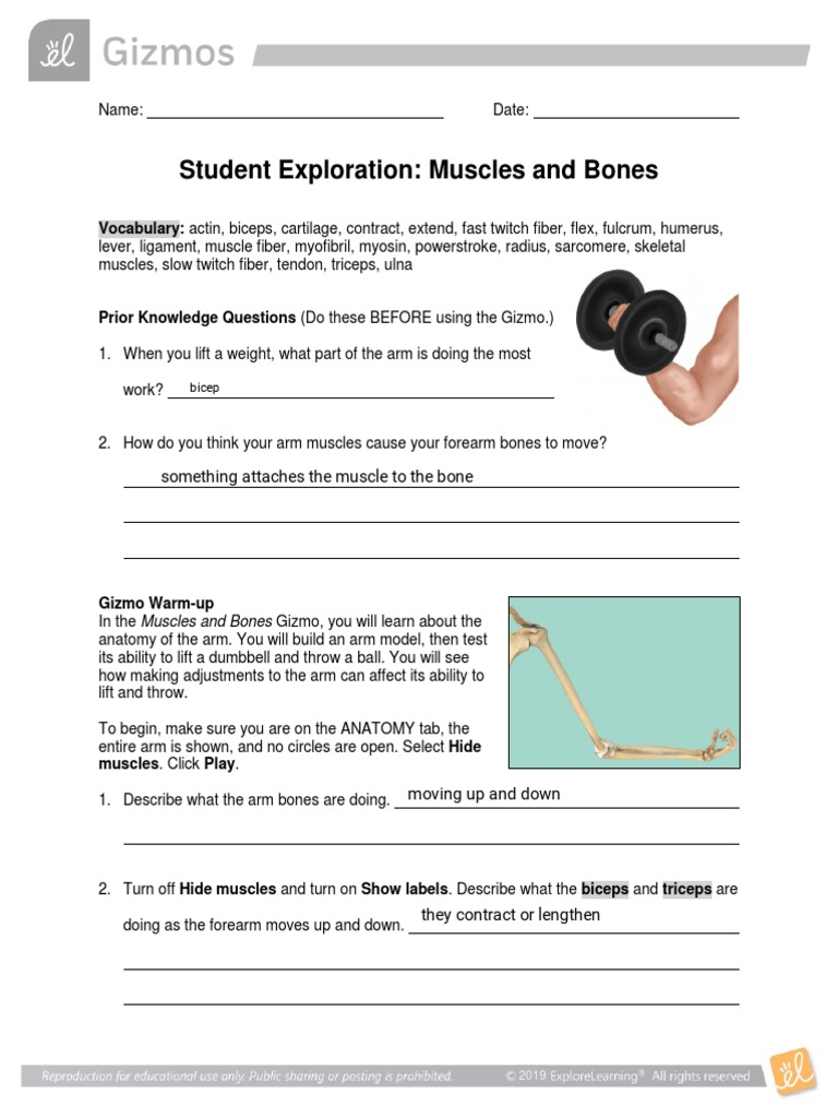 Kami Export - Kevin Farina - Gizmos MusclesBonesSE 2021 | PDF ...