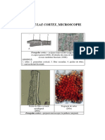 Frangulae Cortex - Microscopie