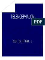 Cst125 Slide Telencephalon