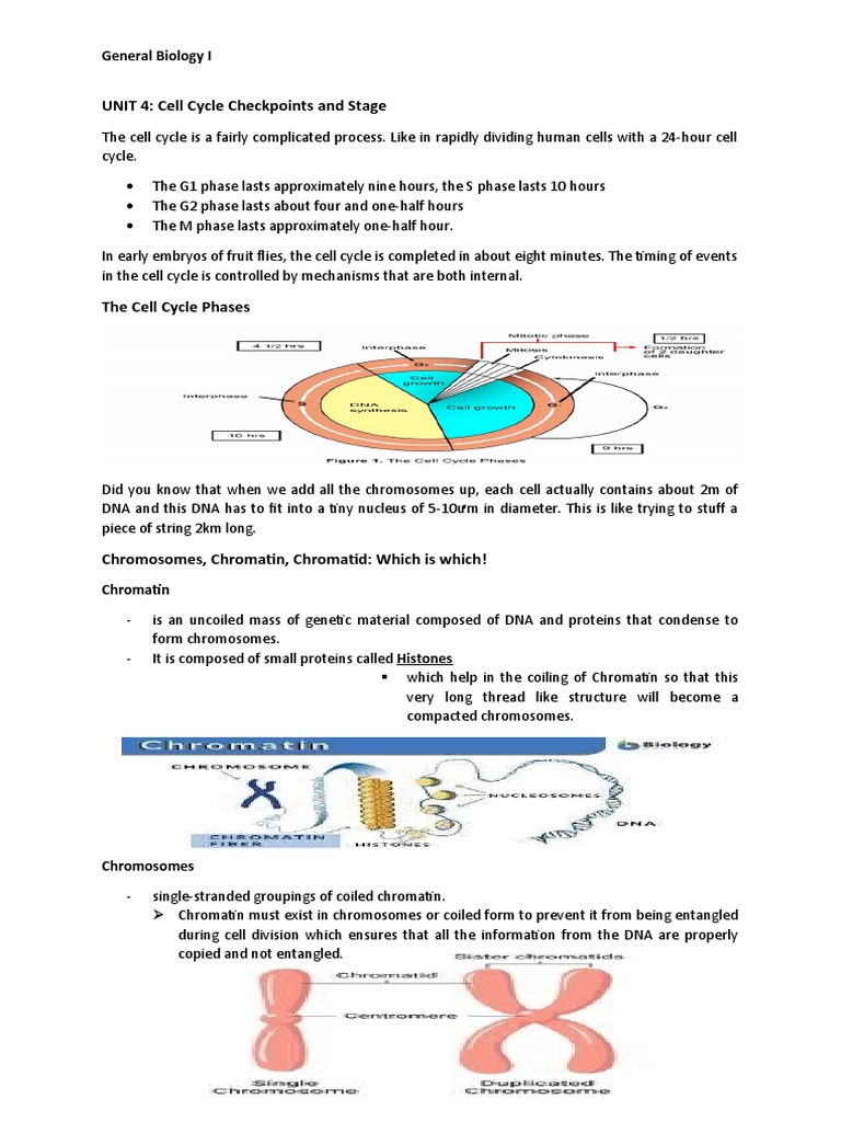 Cell Cycle Checkpoints PDF Cell Cycle Mitosis