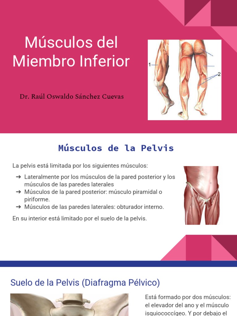 Anatomía de Músculos del Miembro Inferior | PDF | Pie | Pelvis