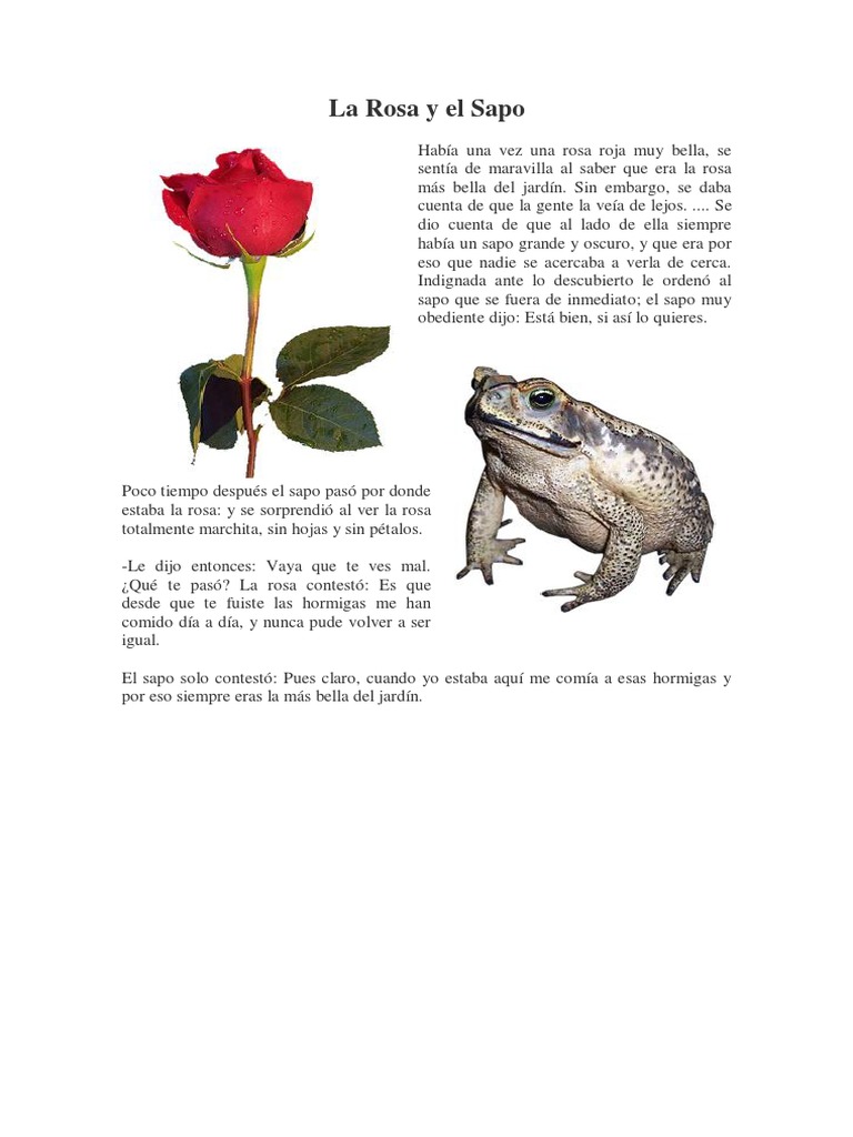 La Rosa y el Sapo: Cuento Reflexivo | PDF
