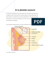 Anatomía de La Glándula Mamaria