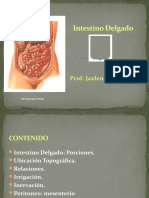 Intestino Delgado