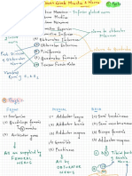 Lower Limb Muscles Nerve Flow Chart