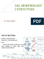 Bacterial Morphology & Structure