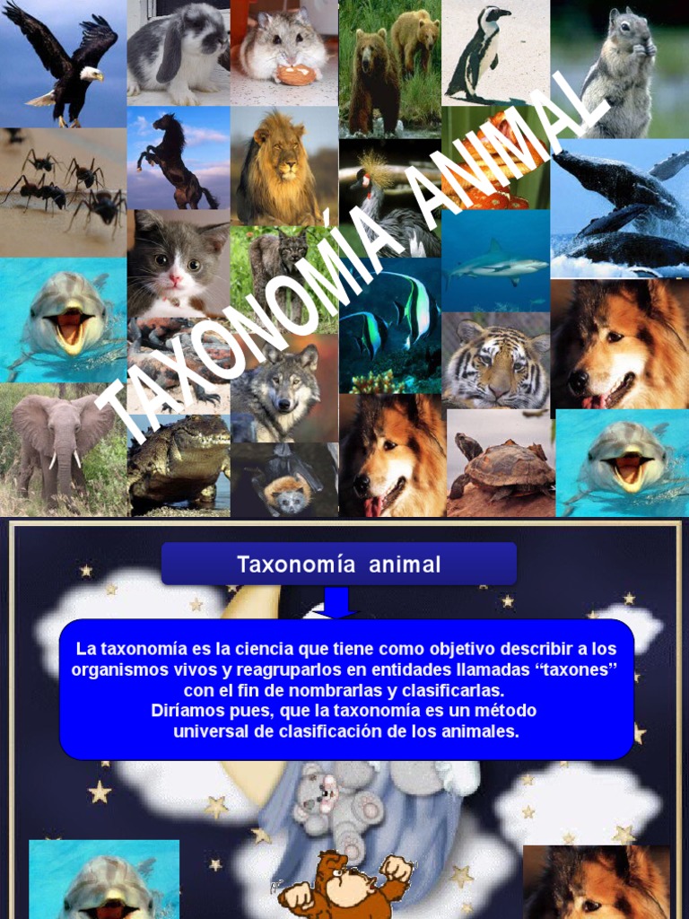 Taxonomía Animal Cta | PDF | Esponja | Nematodo