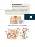 Anatomia Masculina