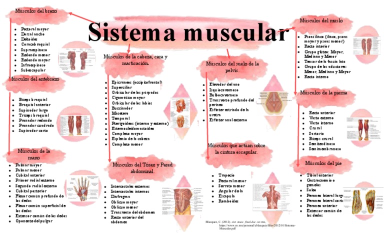 Mapa Conceptual Sistema Muscular | PDF | Anatomía humana | Tejido suave