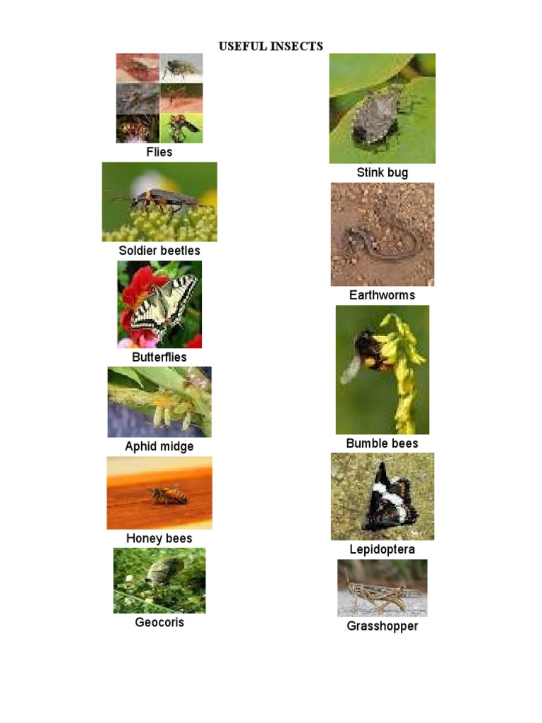 Useful Insects | PDF