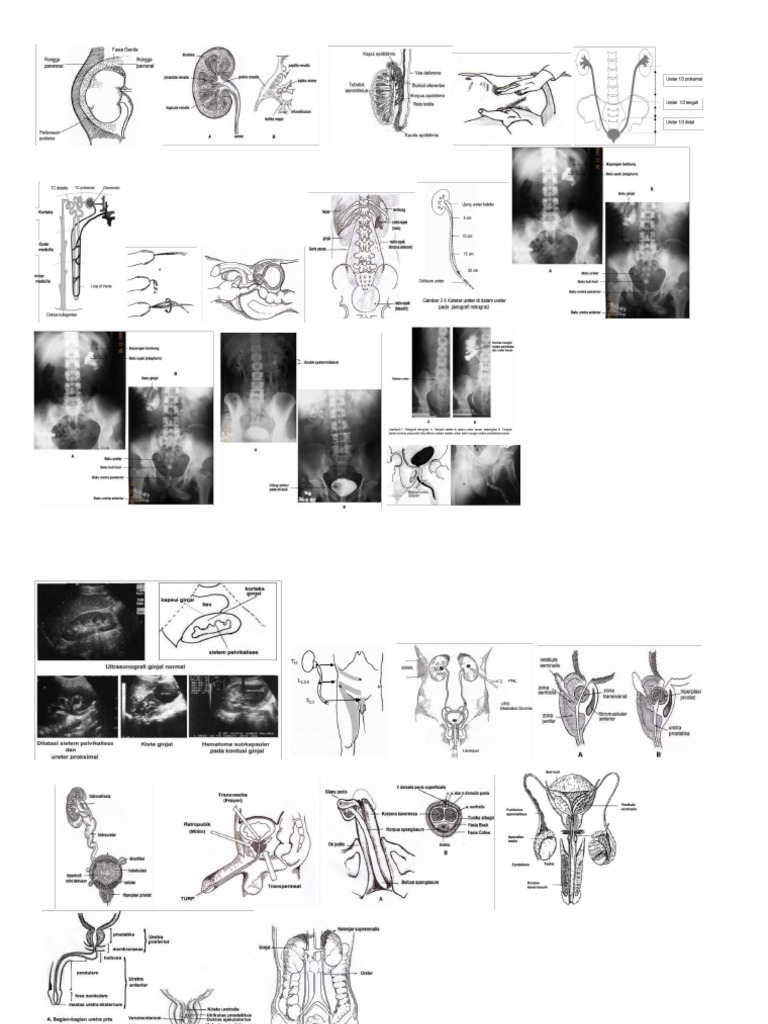 Kumpulan Gambar Buat Rangkuman | PDF