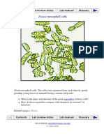 Plant Cell Lab Materials