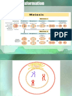 Meiosis Creates Genetic Diversity for Survival