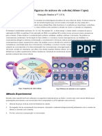 Observaçao de Figuras de Mitose