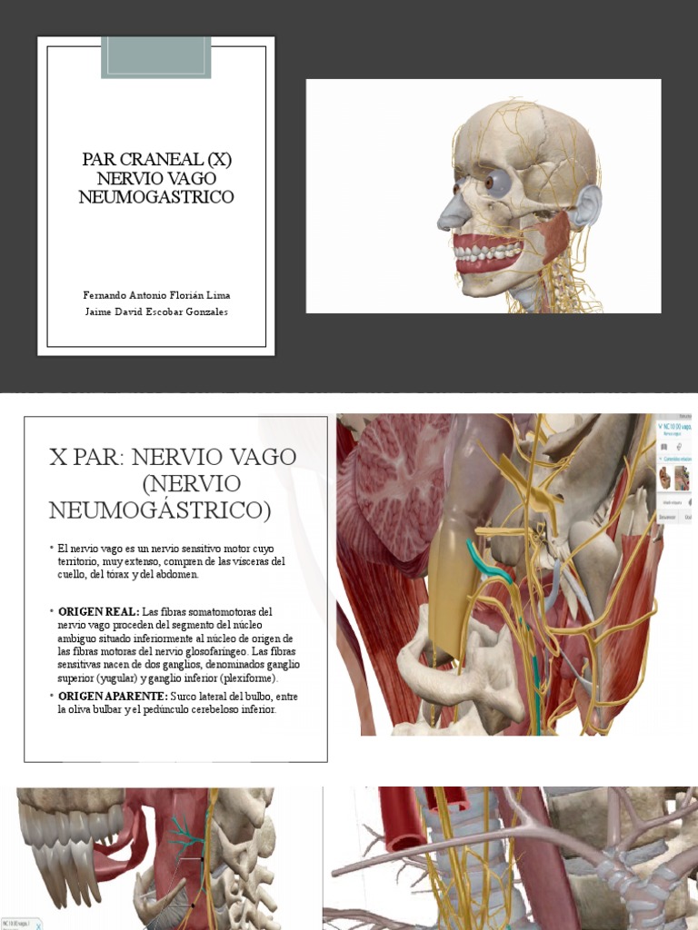 Par Craneal X Nervio Vago Neumogastrico Pdf