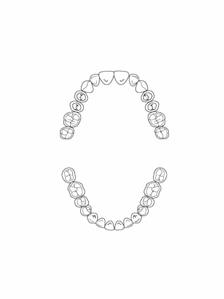 Arcade Dentare | PDF
