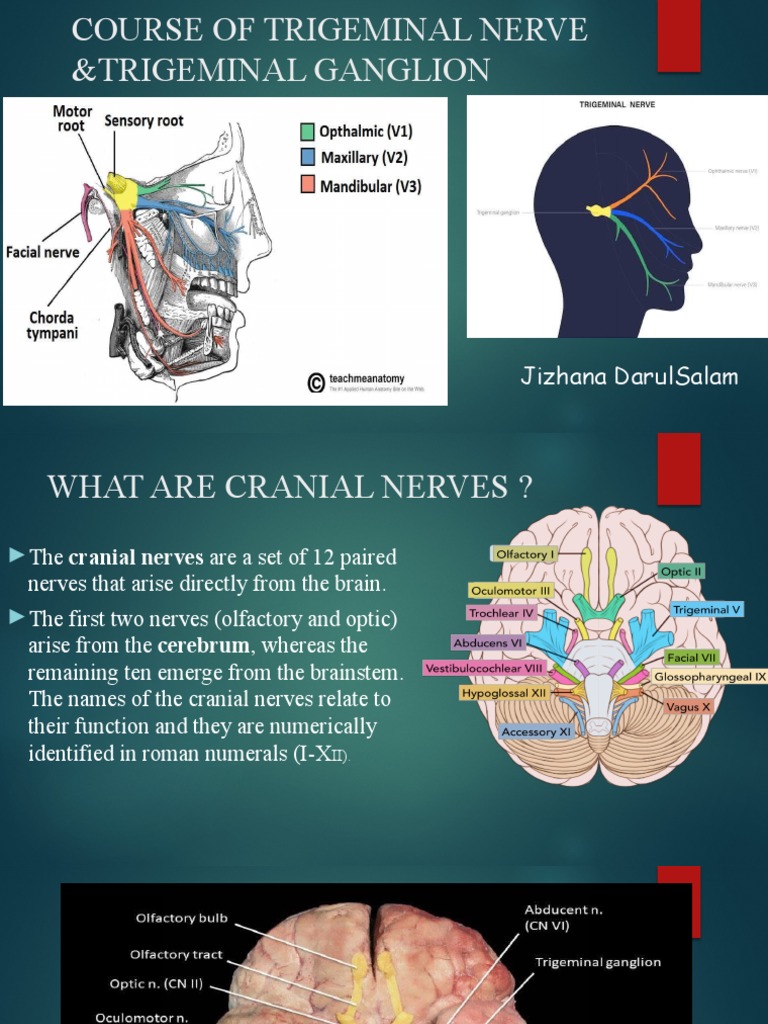 course-of-trigeminal-nerve-trigeminal-ganglion-1-2-pdf