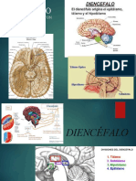 Estructura y funciones del diencéfalo