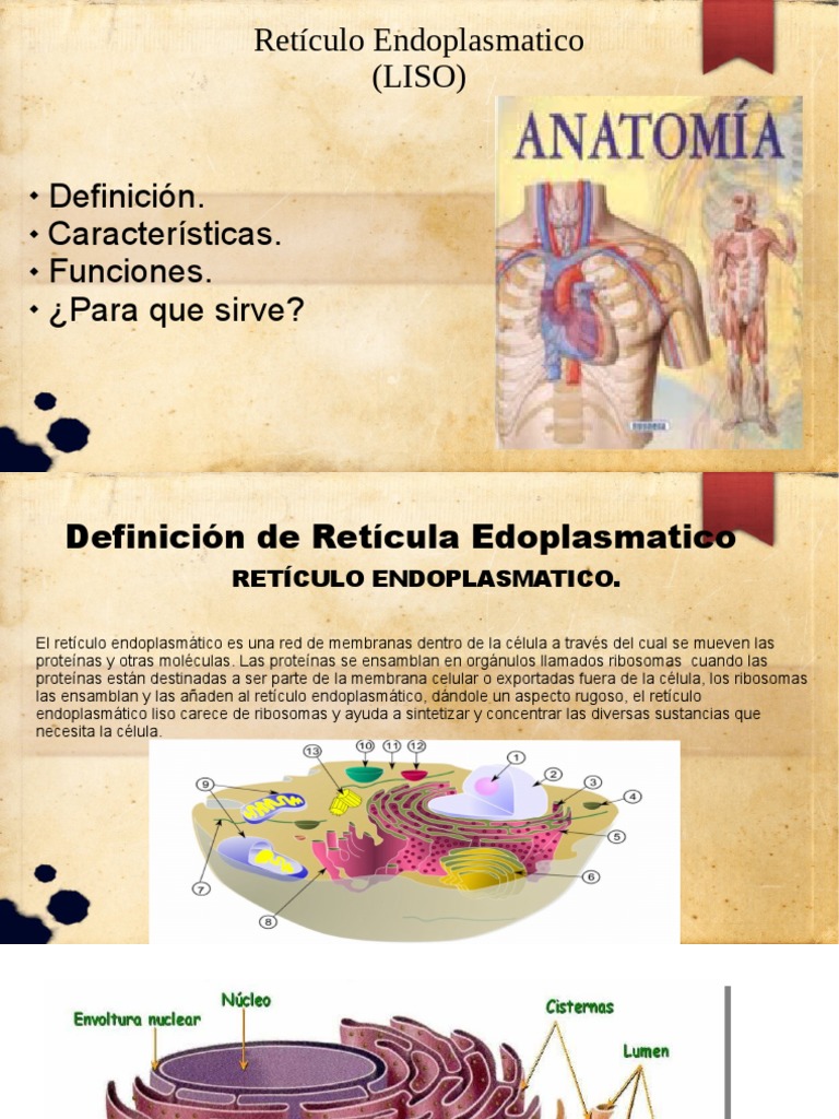 Diapositiva de Reticulo Endoplasmatico Liso | PDF | Retículo ...
