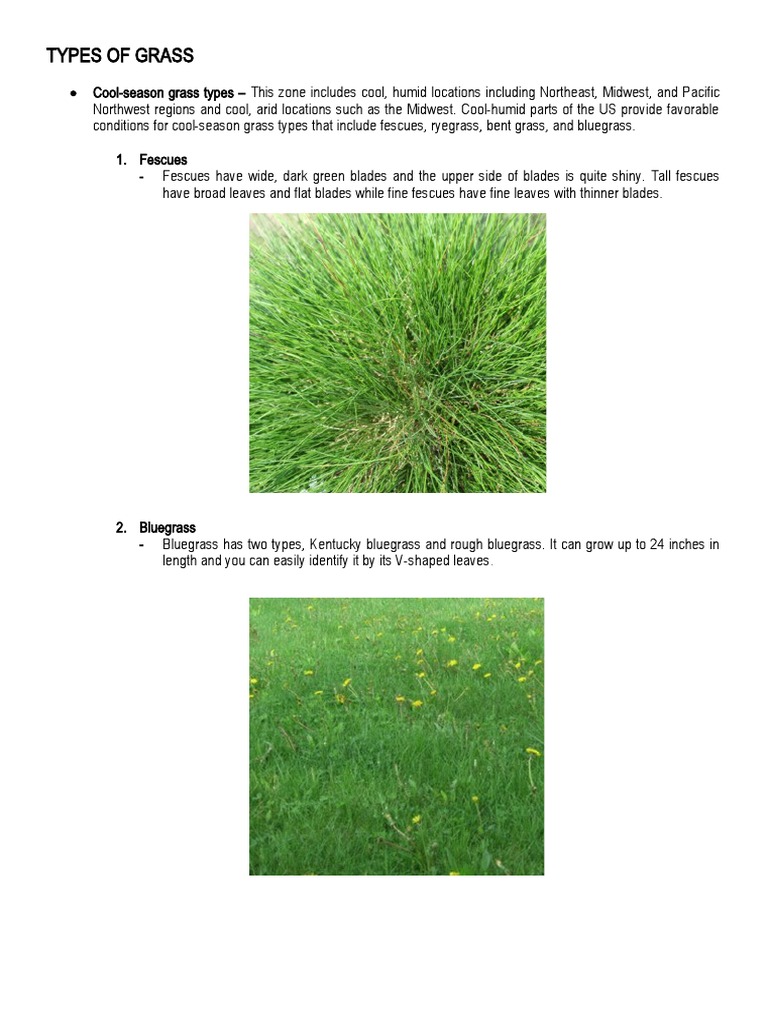 Types of Grass PDF Lawn Leaf