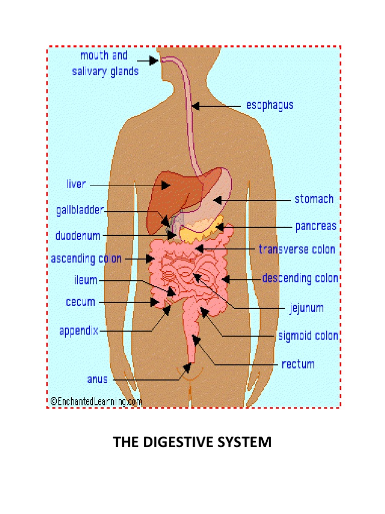 The Digestive System.docx_weng | Human Digestive System