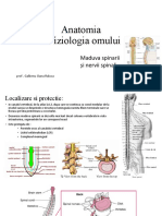 Curs 9 Măduva Spinării Și Nervii Spinali