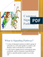 Common Signaling Pathways