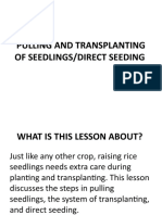 g10 Pulling and Transplanting of Seedlings