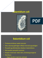 Balantidium Coli