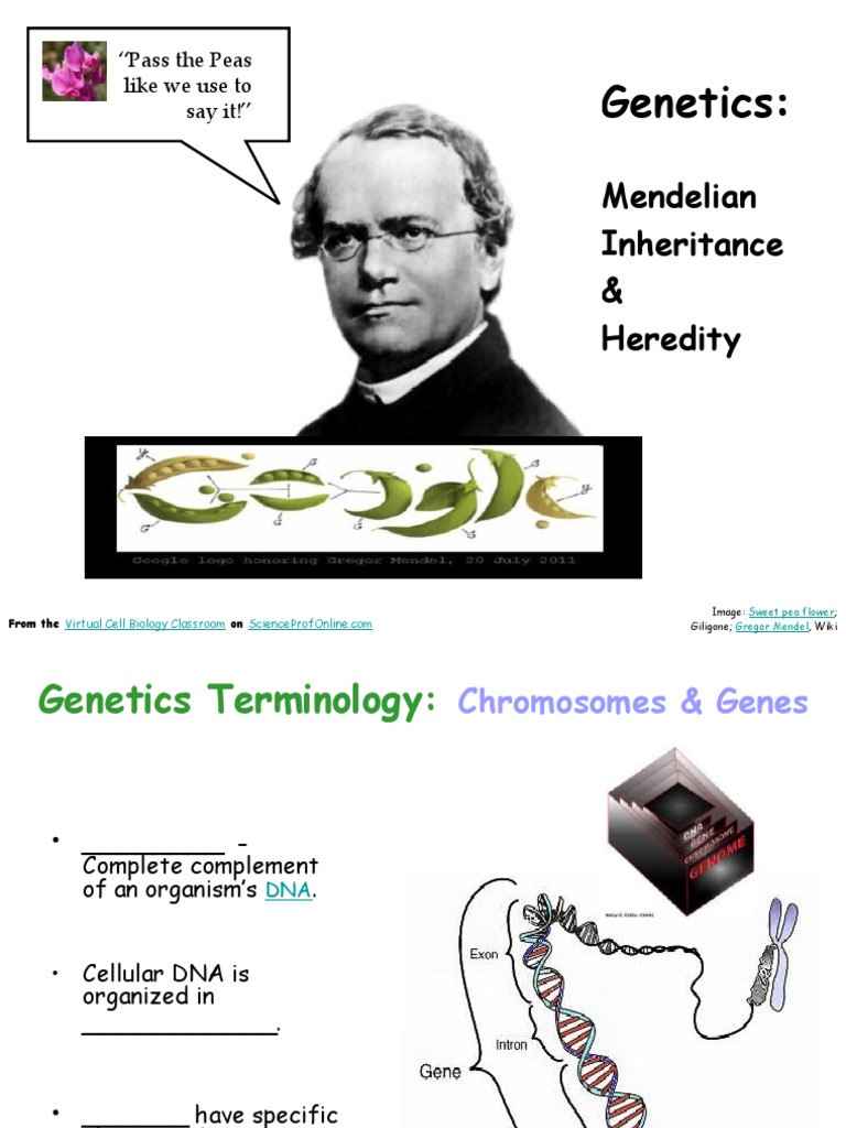 Mendelian Genetics Heredity Biology Lecture PowerPoint VCBC | PDF ...