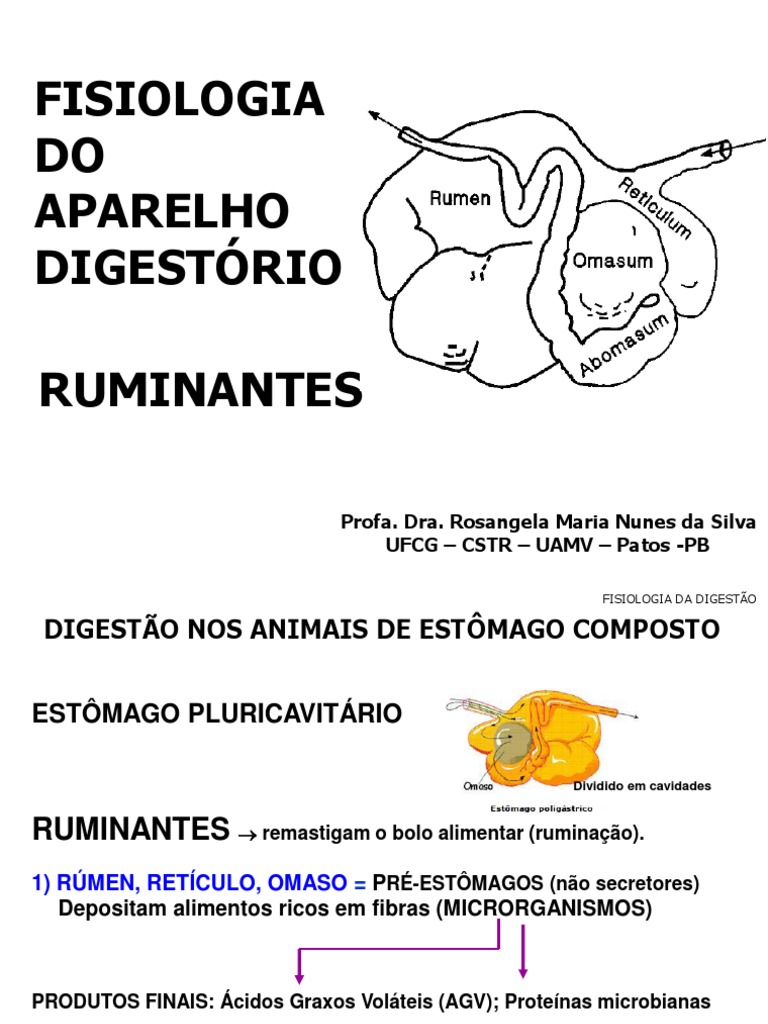 Fisiologia - 4 - Digestório - Digestão em Ruminantes - 2021.2 | PDF ...