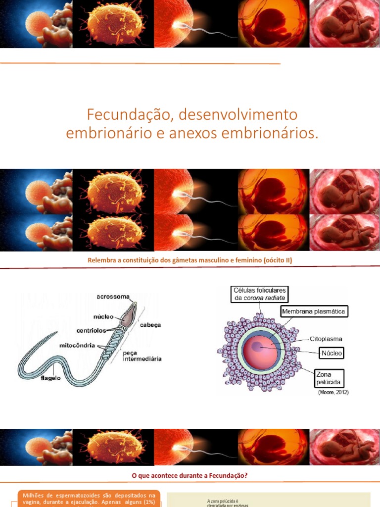 PPT3 - Fecundação, Desenvolvimento Embrionário e Anexos | PDF ...