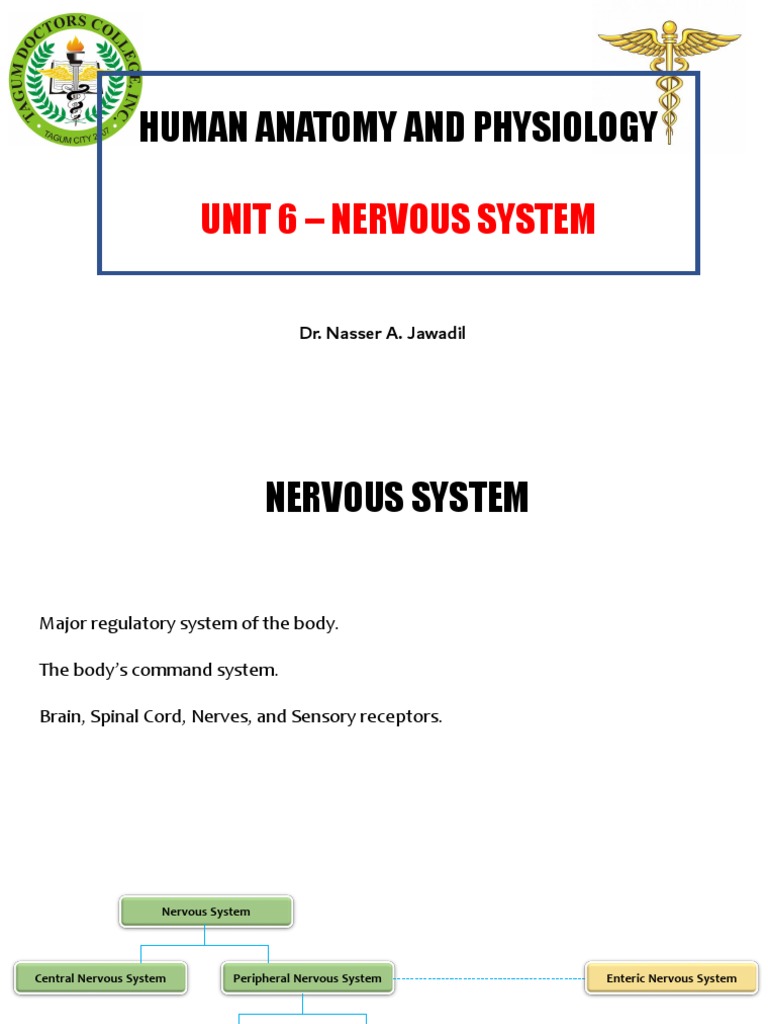 Anatomy Lecture On Nervous System PDF Nervous System Brainstem